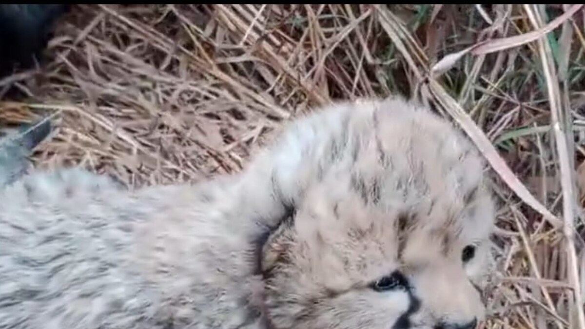 Seven Felines Dead, But Eight Captive-Born Cubs Rekindle Hope for Project Cheetah - Vimarsana News