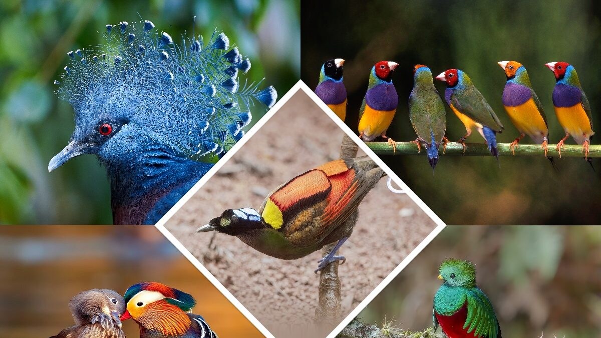 National Birds Day 2024 History, Fun Facts, and Stunning Photos! News18