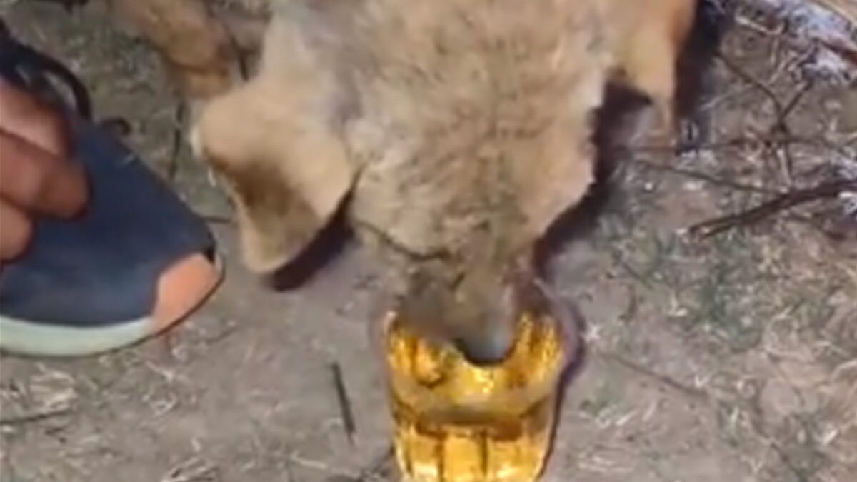 Puppy Drinks Alcohol In Rajasthan, Demands Action News18