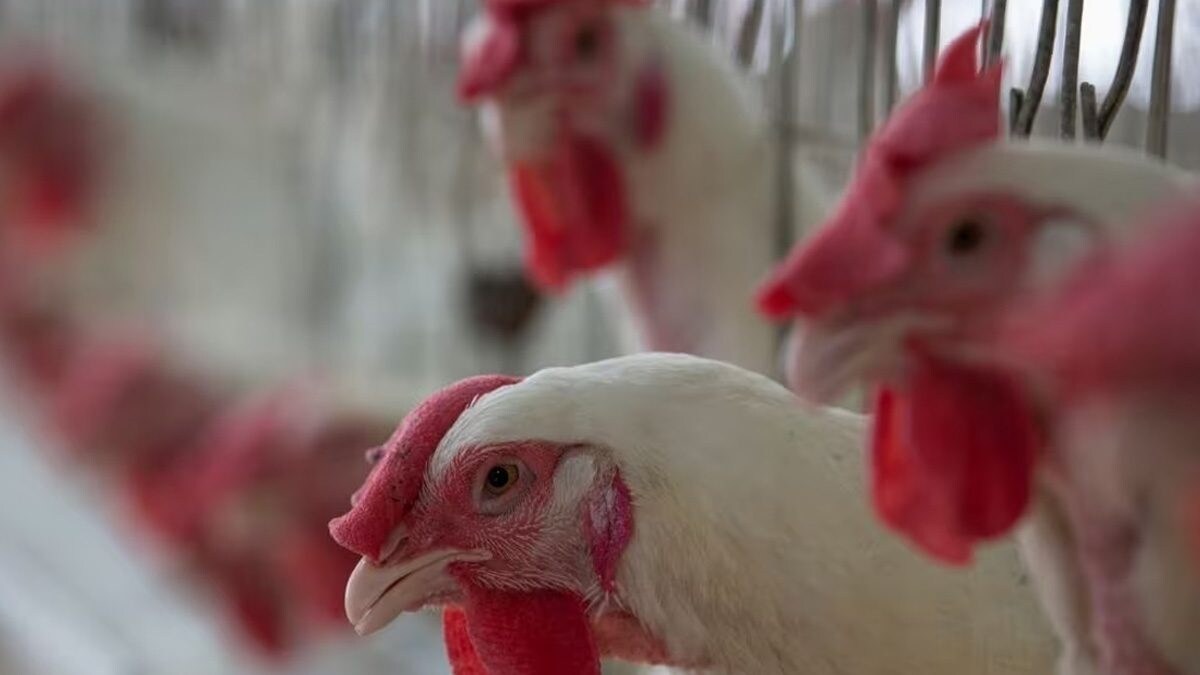 Meet Bihar Farmer Who Earns Rs 8 Lakh Per Annum From Poultry Farm – News18 Meet Bihar Farmer Who Earns Rs 8 Lakh Per Annum From Poultry Farm – News18