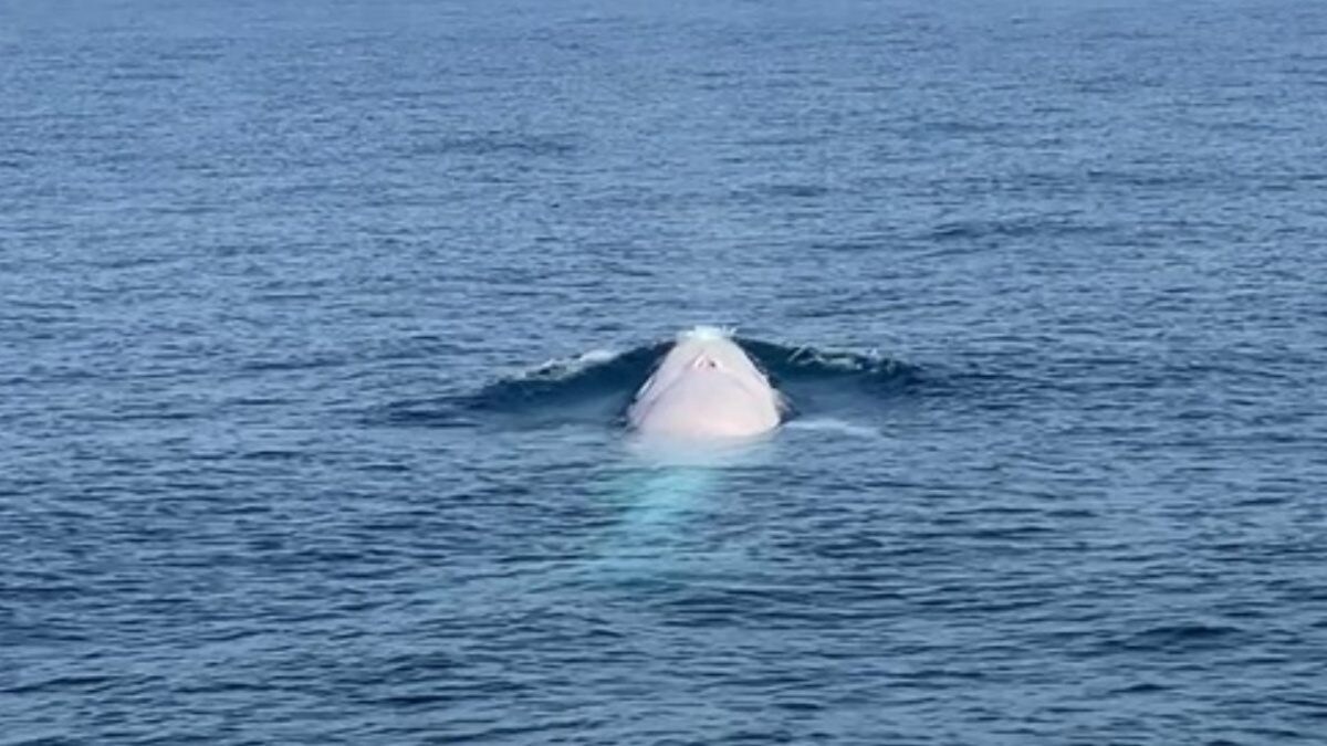 Watch | Albino Omura's Whale, Possibly First of its Kind, Spotted off Thailand's Phuket in Doubly Rare Sighting - Vimarsana News