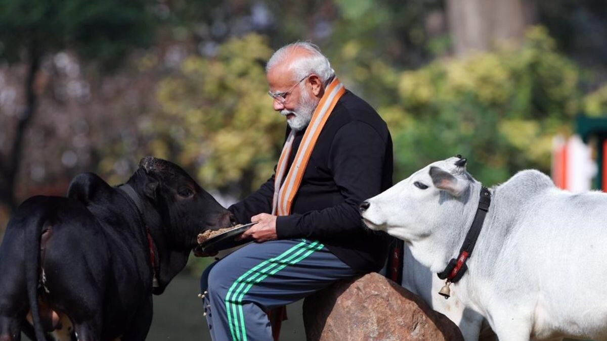 PM Modi Feeds Punganur Cows On Makar Sankranti, Here's Why You Should Adopt This 'Golden' Breed - Vimarsana News