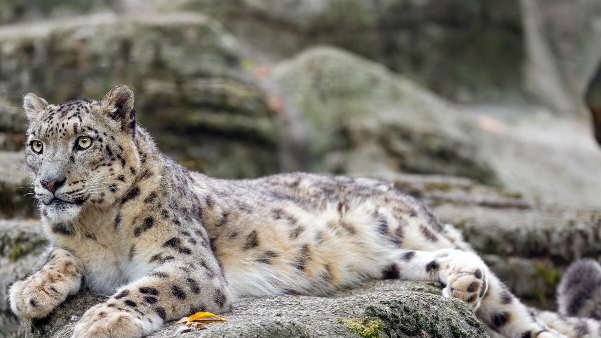 718 Snow Leopards Inhabit India, Reveals First-Ever Scientific Estimate ...