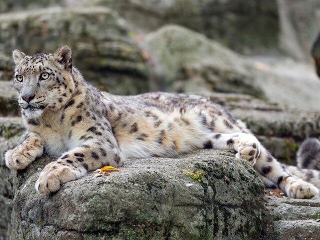 718 Snow Leopards Inhabit India, Reveals First-Ever Scientific Estimate