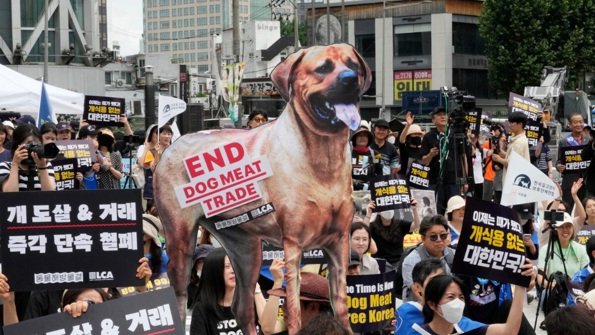 South Korea Bans Dog Meat Trade, Dog Farmers to Challenge Legislation - Vimarsana News
