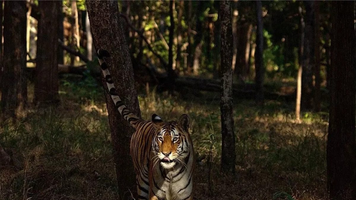 Pench Tiger Reserve in Maharashtra Becomes India's First Dark Sky Park ...
