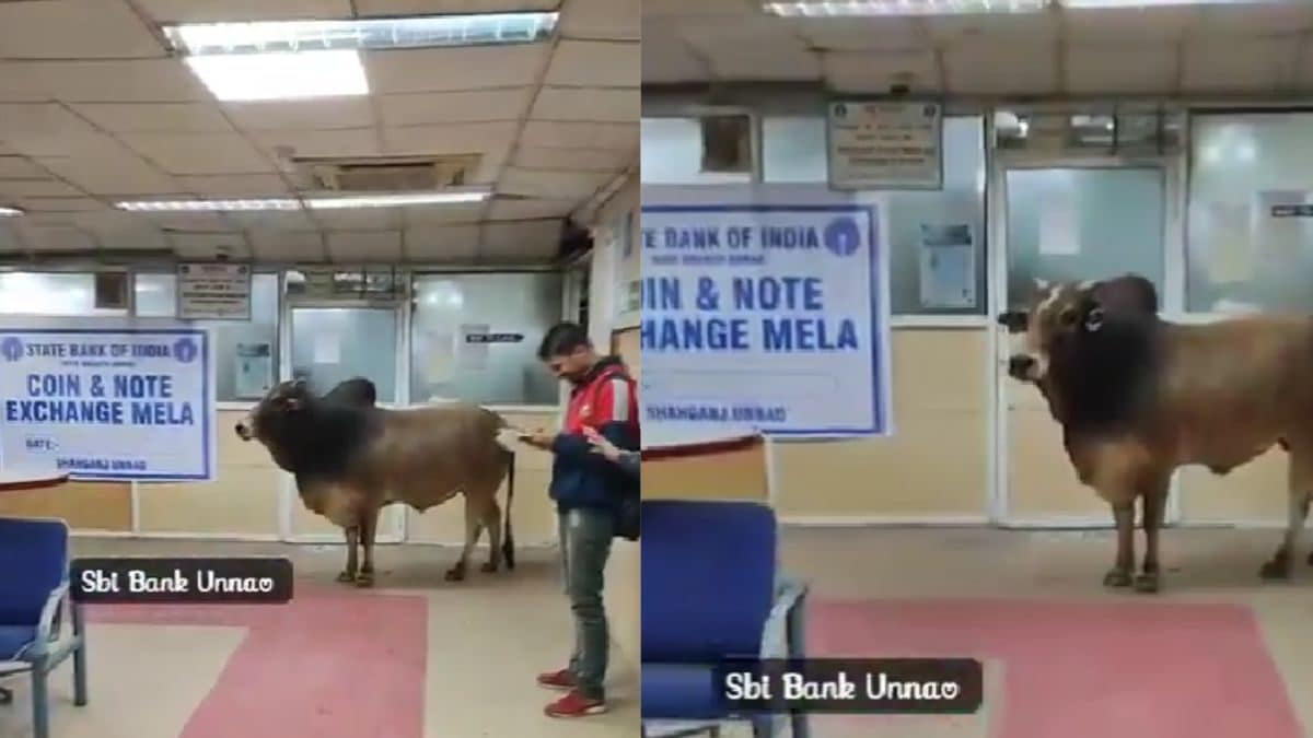 Bull Enters SBI Branch in Uttar Pradesh's Unnao, Internet Quips: 'Come After Lunch'