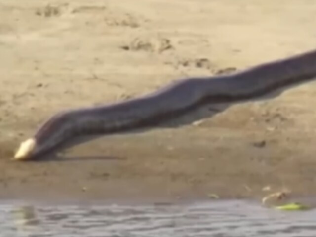 This Video Of 15-Foot-Long Snake At Kaziranga National Park Is Spooky ...