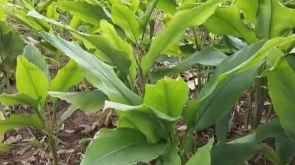 College Student In Tanjore Takes Lead In Turmeric Cultivation Ahead Of