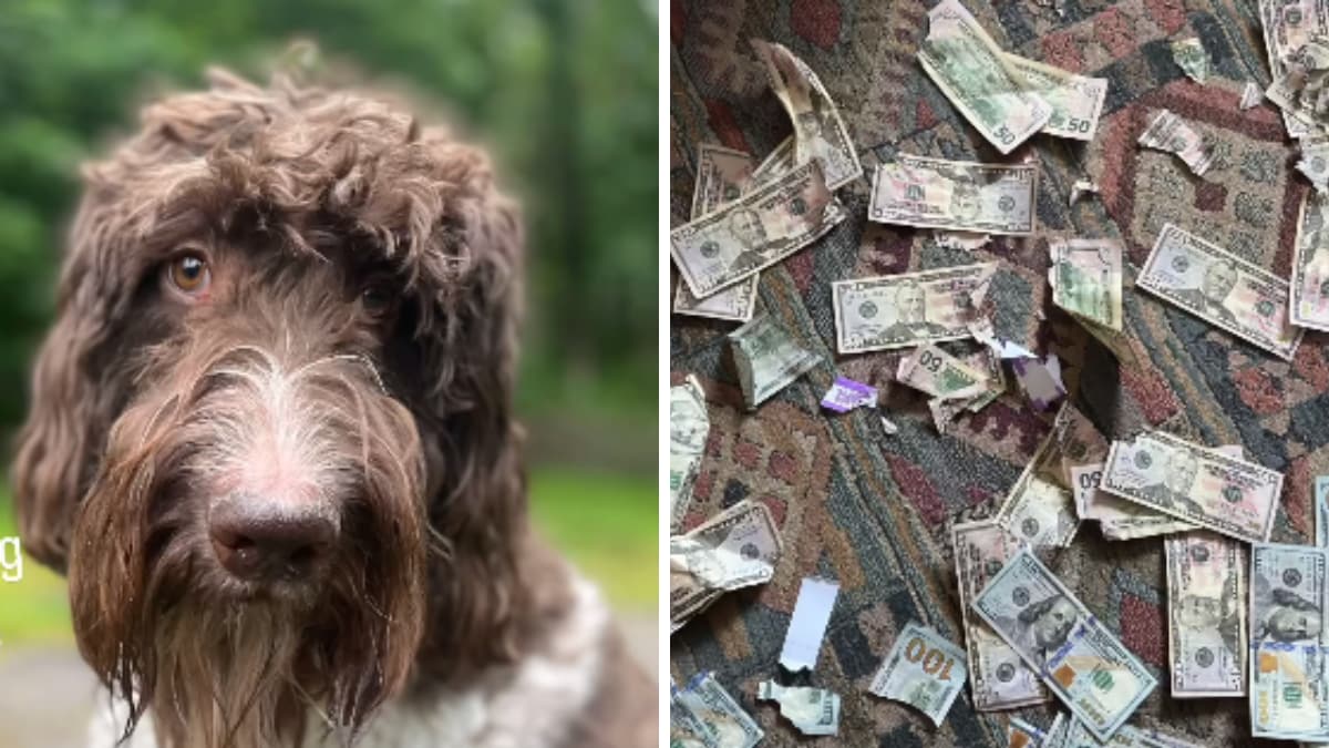 Dog Chews Up Rs 3 Lakh Of Couple's Cash; Here's How They Got It Back