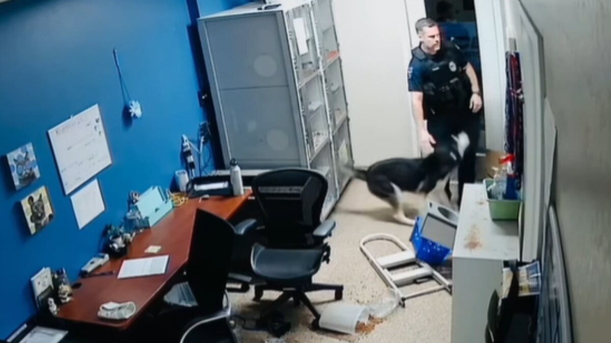 Dog Looking For Food At Animal Rescue Center Triggers Burglar Alarm