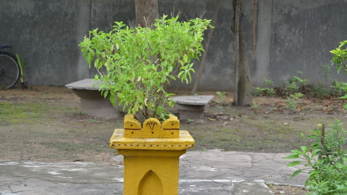 6 Tips to Keep Your Tulsi Plant Healthy During Winter Season News18