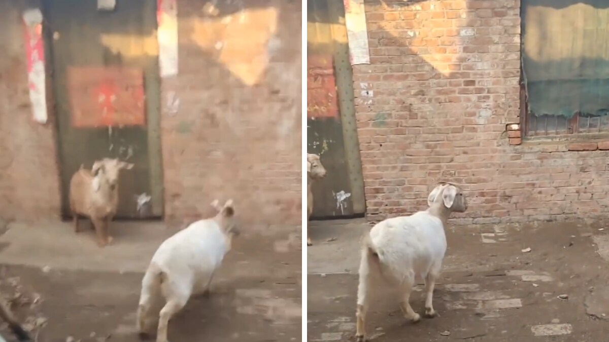 Goat Fu Trending: This Goat Is The New Kung Fu Sensation | Viral News - News18