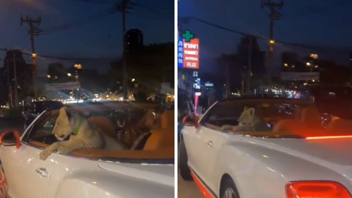 Lion Cub Spotted In A Bentley In Thailand, Owner To Be Fined - Vimarsana News