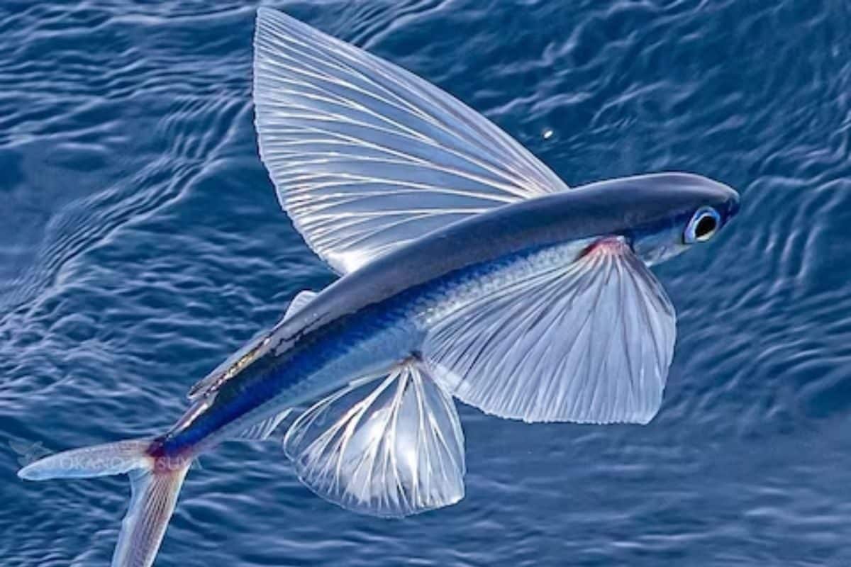 This Unique Sea Fish Species Can Fly Up To 650 Feet Above Ocean - News18