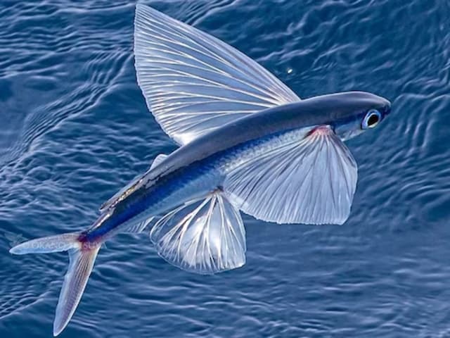 This Unique Sea Fish Species Can Fly Up To 650 Feet Above Ocean
