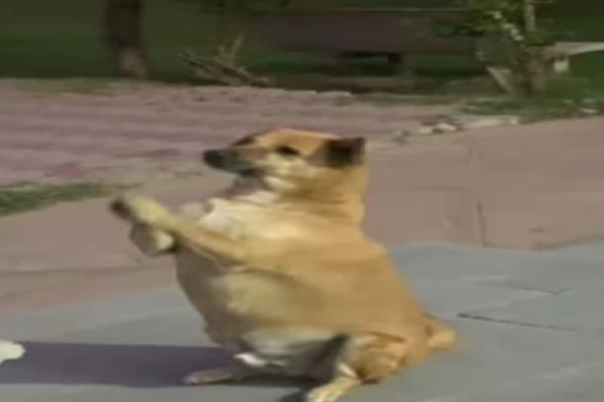 Dog dancing with store kid