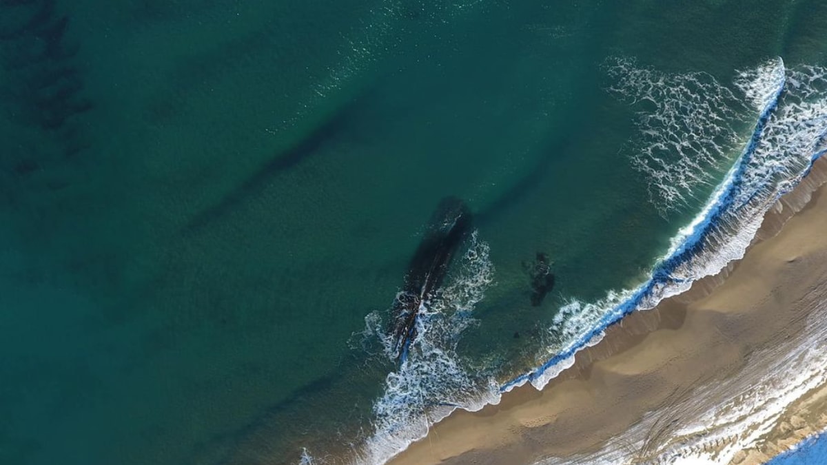 Watch: Mysterious Centuries-Old Shipwreck Emerges on Canadian Shore ...