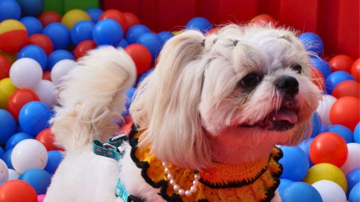 Curated by Akshay Gupta, Pet Fed Encourages Pet Lovers To Connect And Celebrate