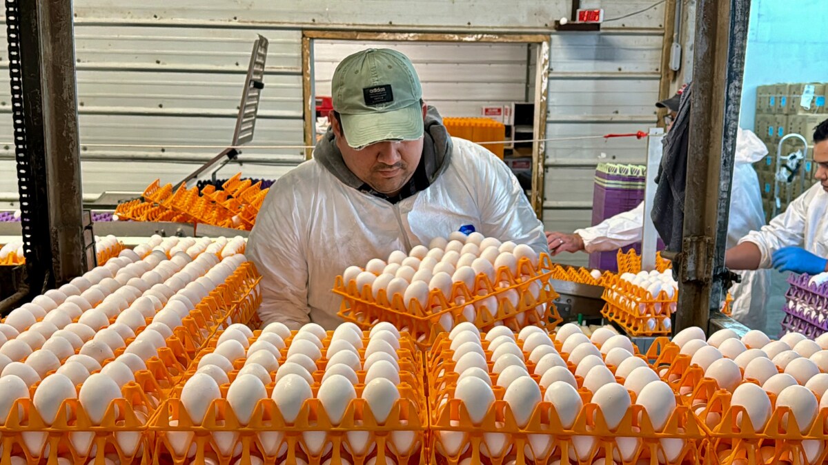 US: California Poultry Farms Grapple with Avian Flu Outbreak, Forcing Culling of Millions of Chickens - Vimarsana News