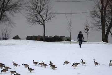 Canada goose shop 75 off grid