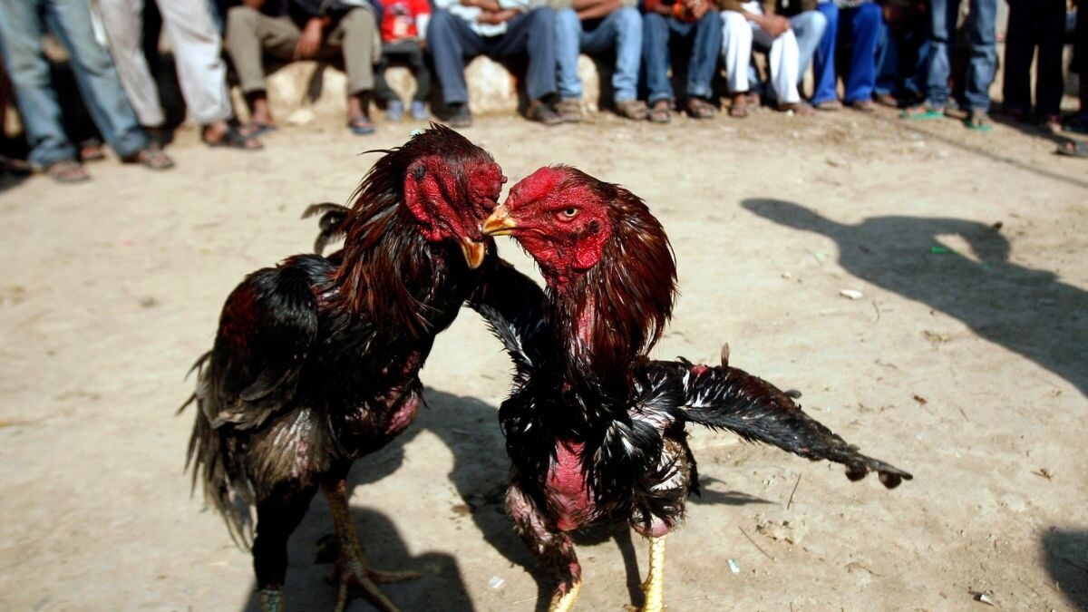 Andhra Pradesh: Champion Roosters Get Viagra Dose for 'Performance Boost' in Sankranti Cockfights - Vimarsana News