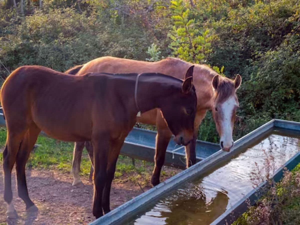 Will Horses Drink Bad Water? Shocking Truths Revealed!