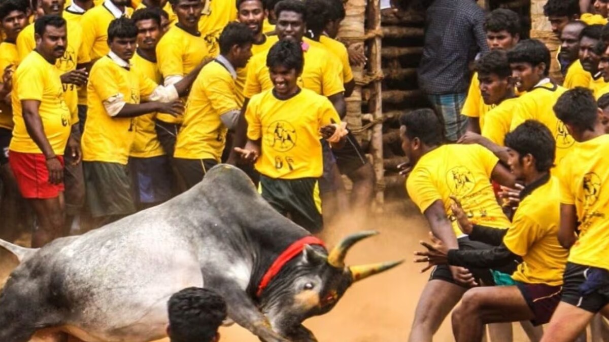 YouTuber Films Jallikattu Bull Made To Chew Live Rooster, Sparks Outrage - Vimarsana News