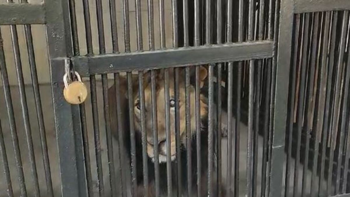 Seflie With Lion Turns Deadly For Andhra Man Who Entered Its Enclosure In Inebriated State - Vimarsana News