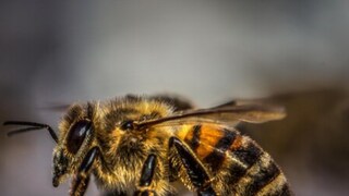 Little Girl Complains About Monster In Room And The Parents Found 50,000 Bees In The Wall - Vimarsana News