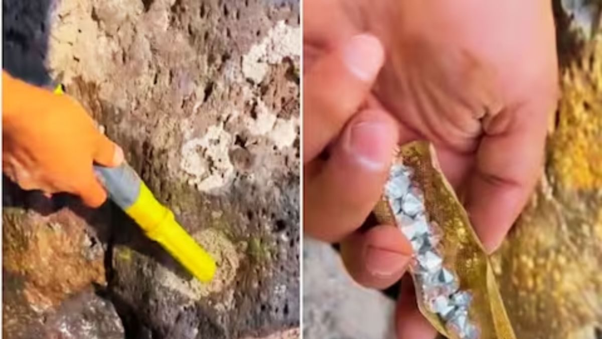 Watch: Man Gets Treasure With His Metal Detector But There's A Catch ...