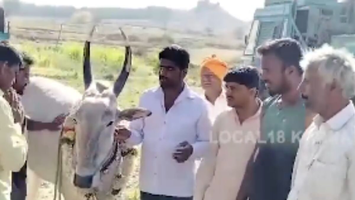 Meet Sharanya, The Bull Who Locates Borewell Points In Chikkamagaluru - Vimarsana News