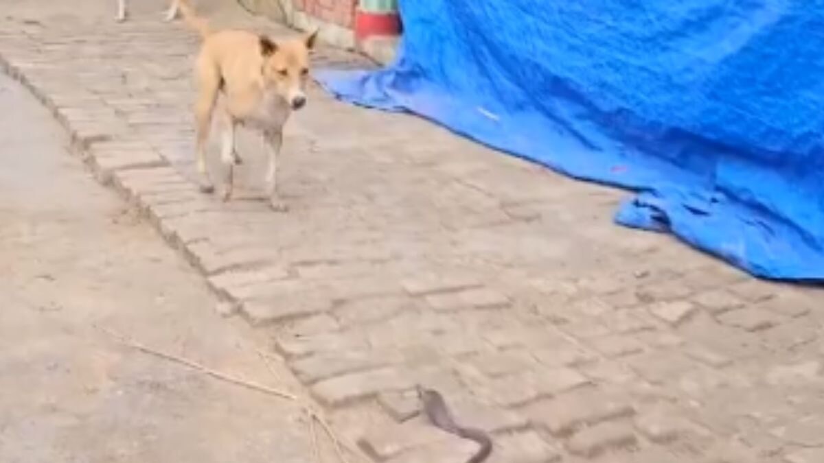 Watch: Dog’s Act Of Bravery Saves Child From Cobra sattaex.com