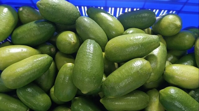 Glowing Skin To Stronger Immunity, Health Benefits Of Eating Kaji Nemu ...