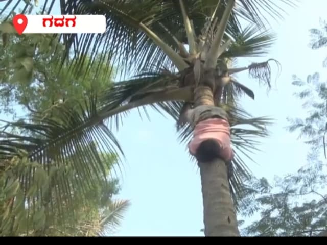 Karnataka Man's Coconut Tree Climbing Skills Earn Him The