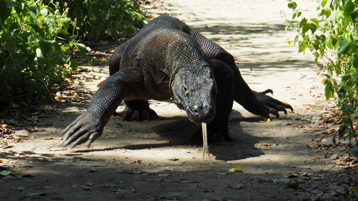 Dragon Python Real Man Tries to Smuggle Komodo Dragons, Pythons Through Thailand Airport ...