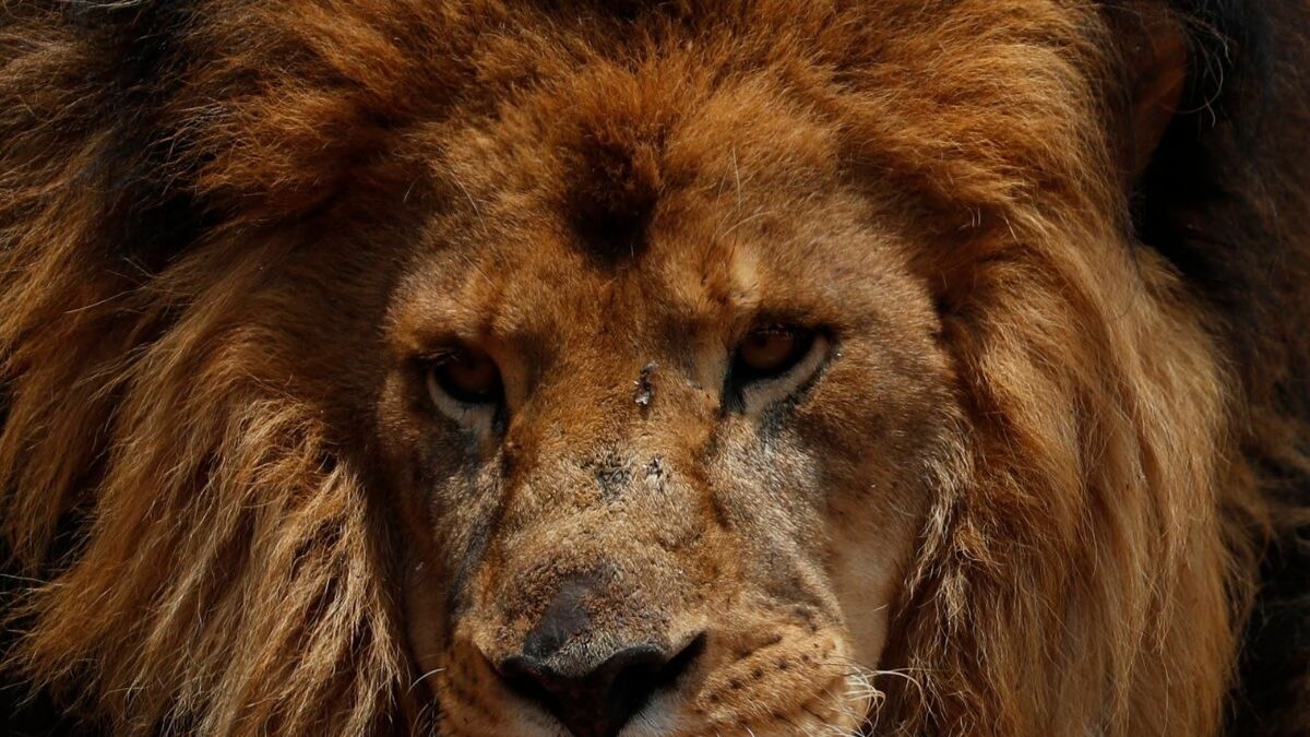 'Will You Name Pet After Hindu God or Muslim Prophet?': HC Orders Bengal Govt To Change Names Of Lions 'Akbar', 'Sita' - Vimarsana News