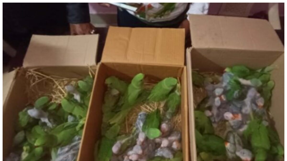 Odisha: Illegal Wildlife Trade Busted in Jagatsinghpur, 72 Parrot Chicks Rescued; 2 Detained sattaex.com