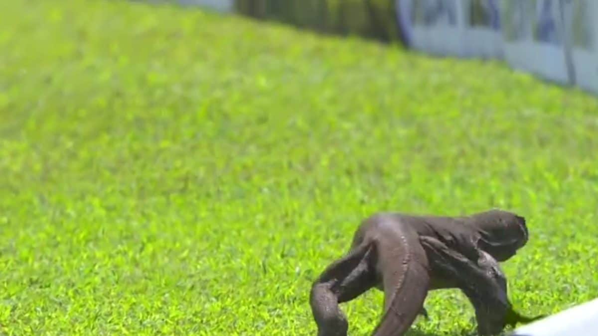 Watch: Monitor Lizard Stops Play During Day 2 of Sri Lanka vs
