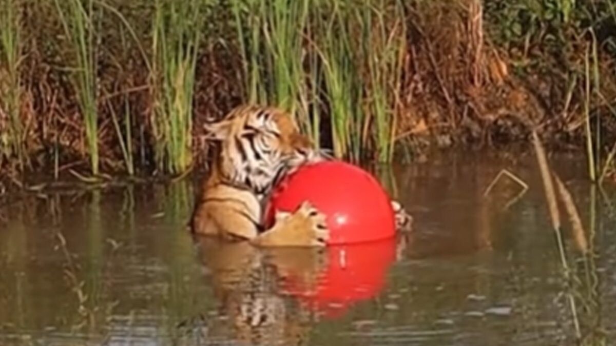 Video Of Tiger Sunbathing Along With Toy Ball Is Too Cute For Words