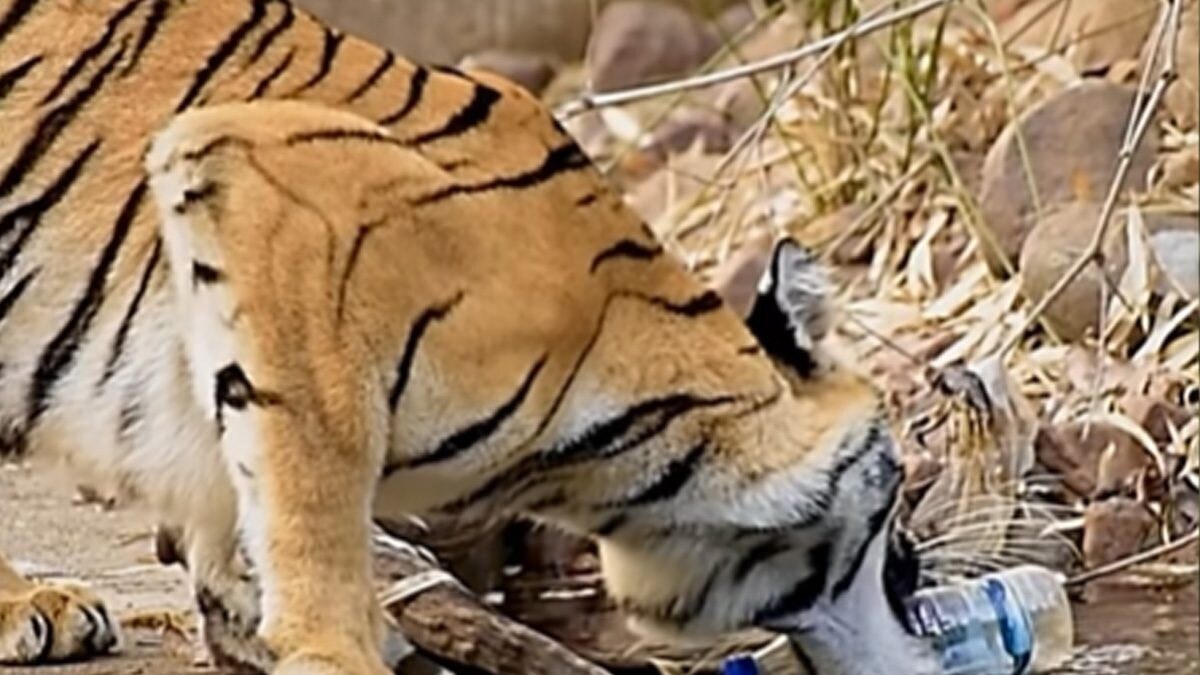 Internet Angry Over This Video Of Tiger Picking Up Plastic Bottle From Forest Waterhole