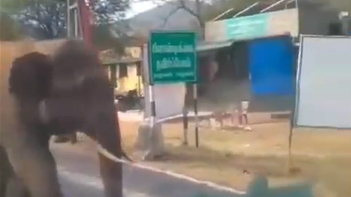 Driver Stops His Bus To Let Elephant Cross A Road, Internet Says 'Haathi Mera Saathi' - Vimarsana News