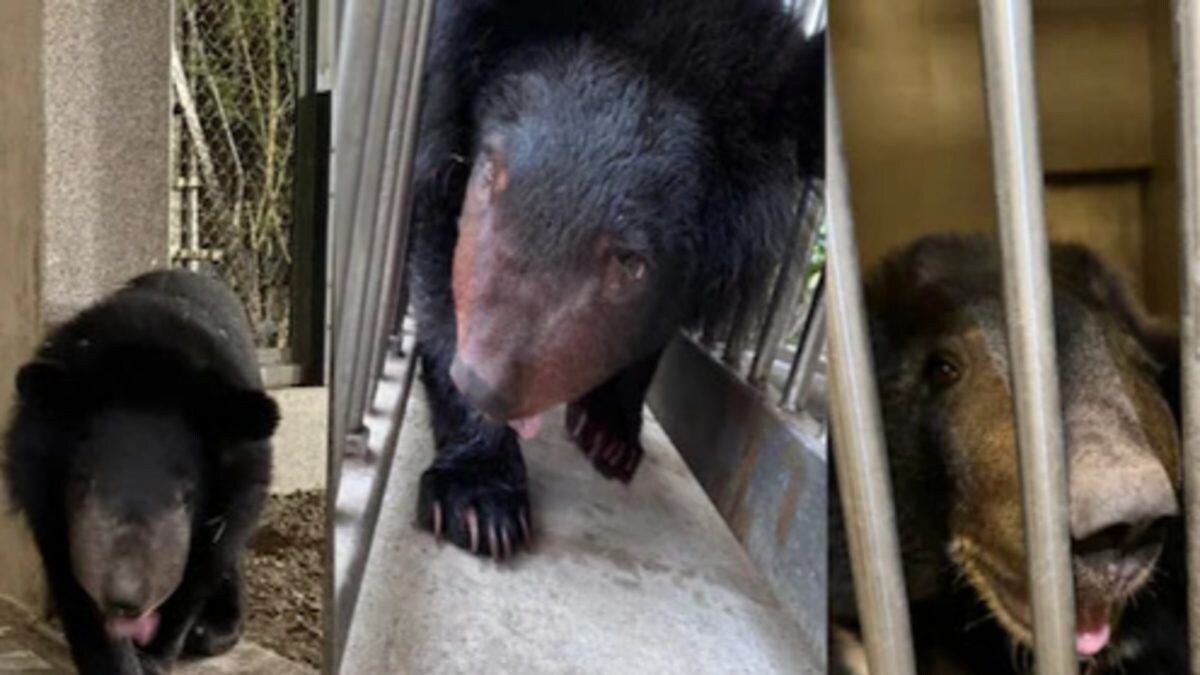 Vantara Success Story: Treatment for Malnourishment of Rescued Asiatic Black Bears sattaex.com