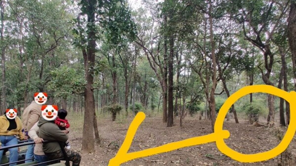 3 Jokers, 1 Kid, 1 Tiger: Dehradun Man's Post on Tourists' Foolish 'Stunt' in Jungle Goes Viral - Vimarsana News