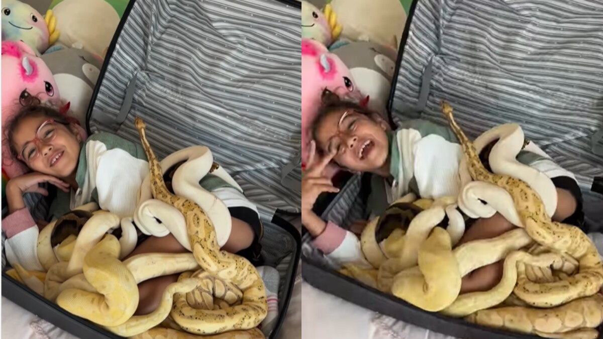 It's Not Every Day You Get To See Little Girl Inside A Suitcase With 10 Pythons - Vimarsana News