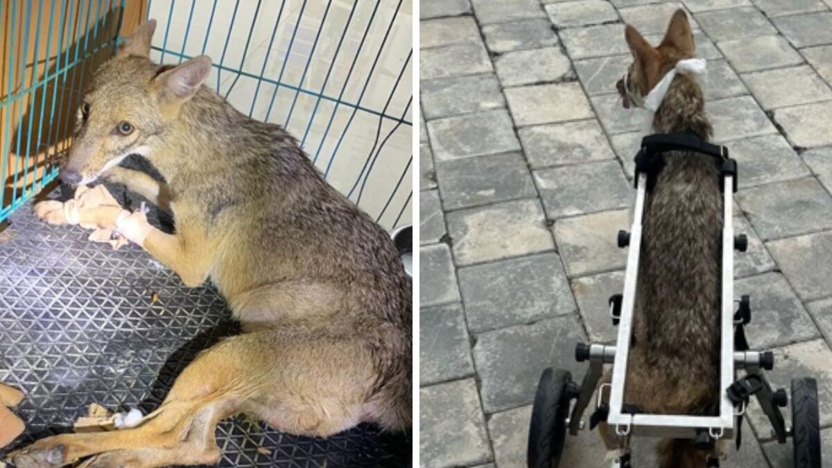A Success Story from Anant Ambani's Vantara: Injured Wild Jackal Recovers, Is Now Thriving - Vimarsana News