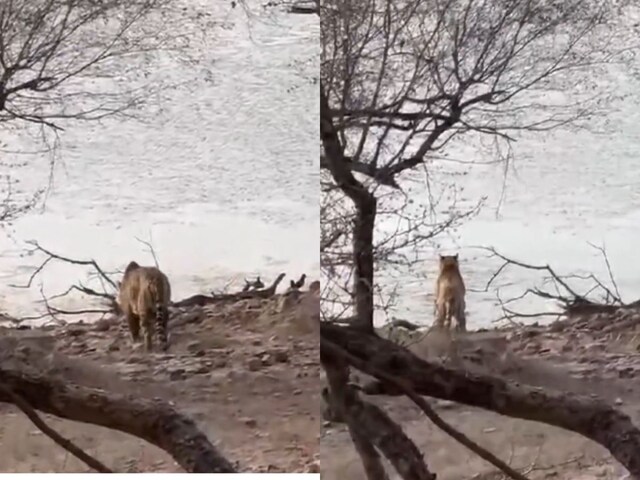 Tourists Capture 'Breathtaking Battle' Between Tigress And Crocodile At ...