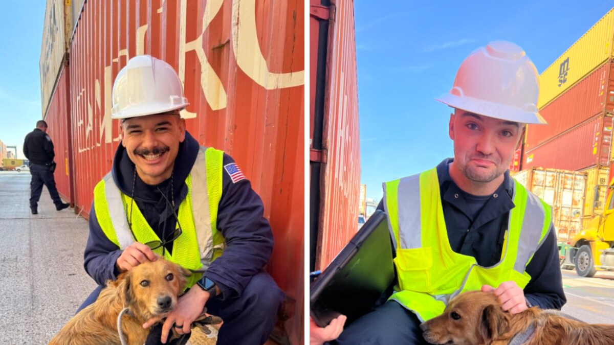 Dog, Trapped In A Shipping Container For 8 Days With No Food, Rescued ...