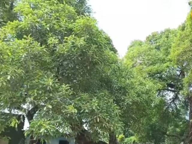 In Bihar's Darbhanga, This Century-old Tree Without Roots Originated ...
