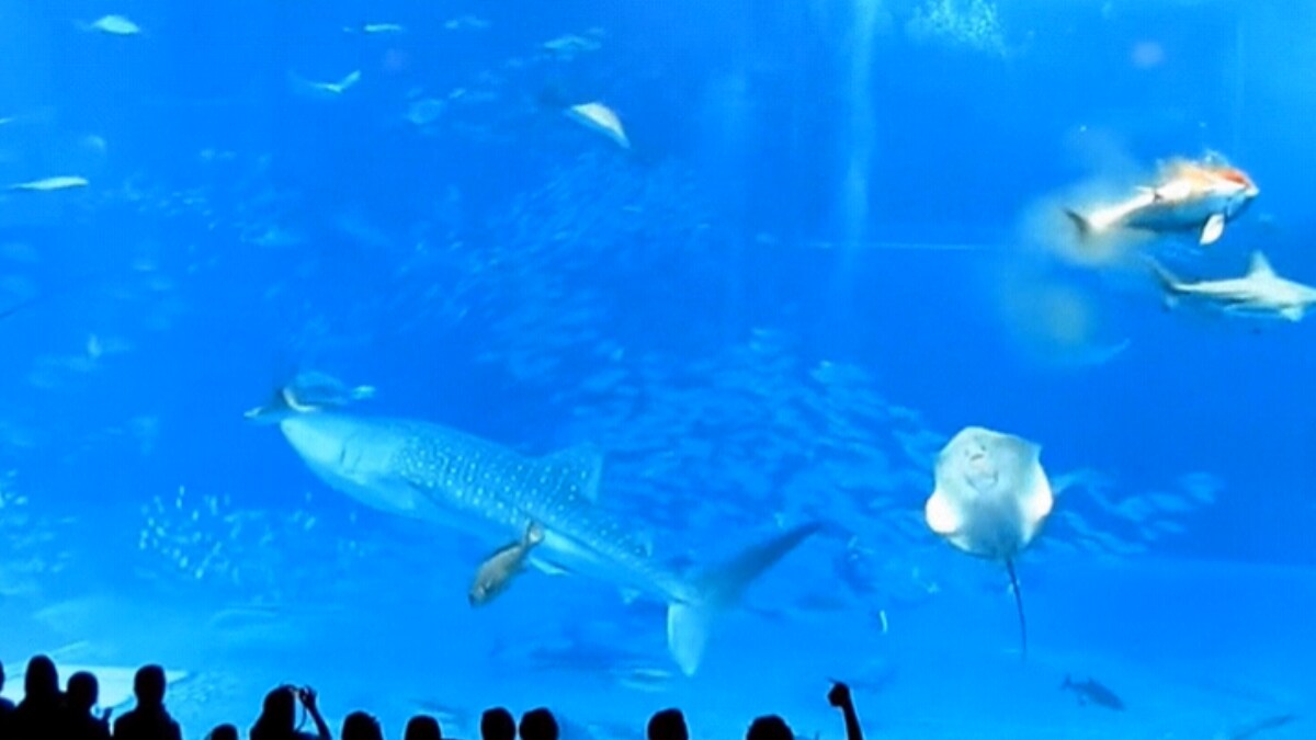 Witness This Shocking Impact Of Flash On Tuna Fish In Aquarium - News18